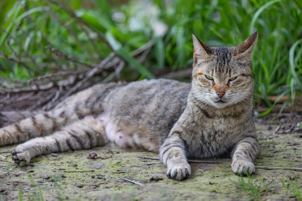 african wild cat hunt africa