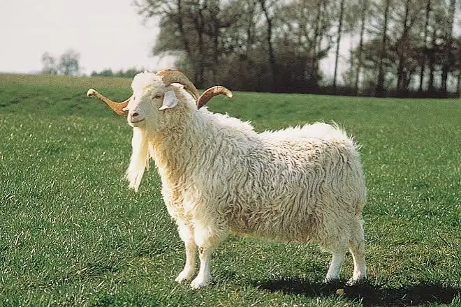 angora goat hunt usa