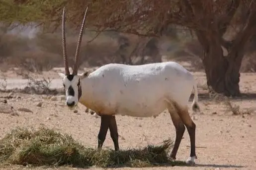 arabian oryx hunt usa