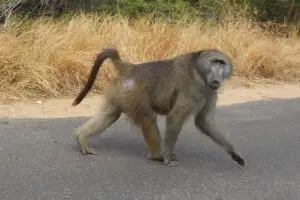 baboon hunt south africa