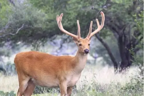 barasingha deer hunt usa
