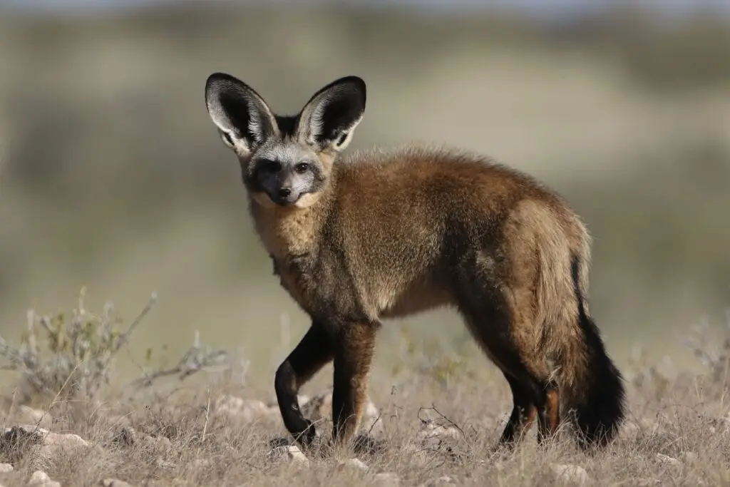 bat earned fox hunt africa