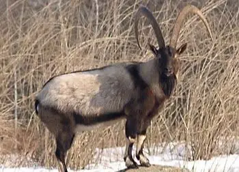 bezoar ibex hunt asia