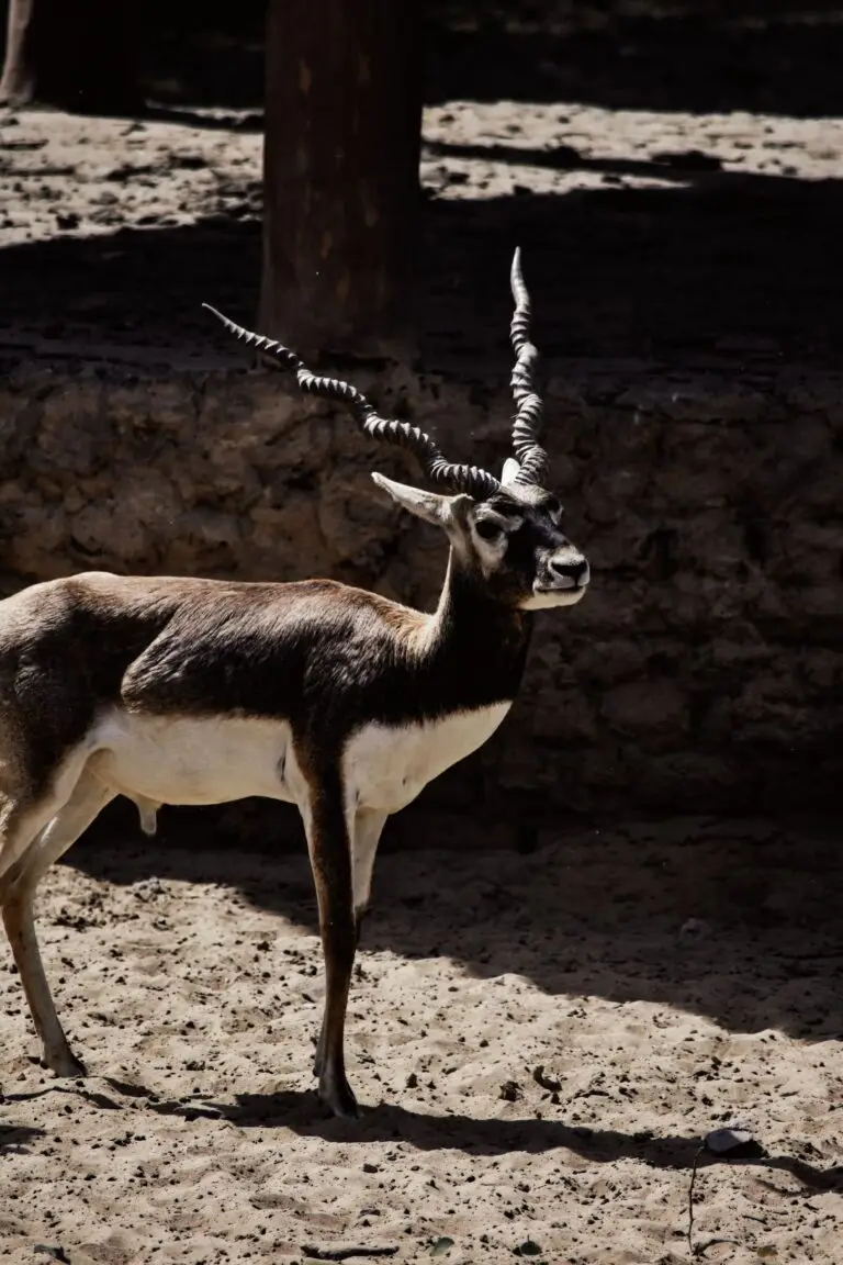 blackbuck hunts