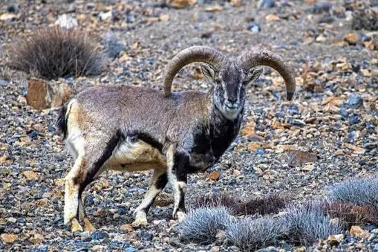 blue sheep hunt asia