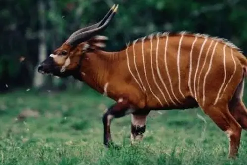 bongo hunt africa