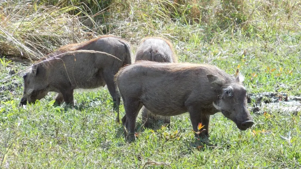 bushpig hunt africa