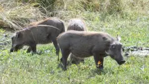 bushpig hunt africa