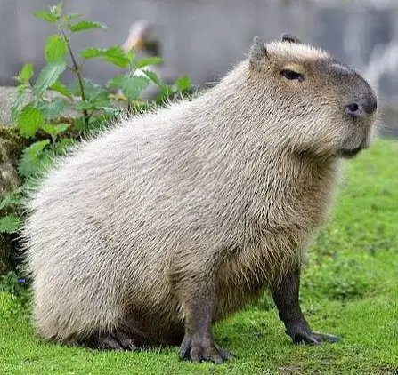 capybara hunt usa