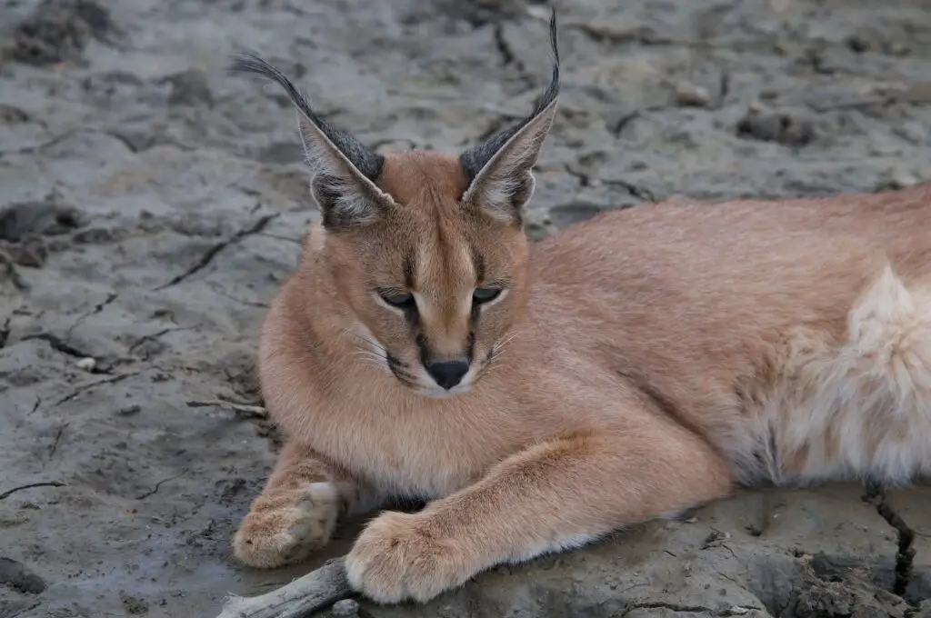 caracal hunt africa