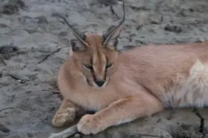 caracal hunt africa