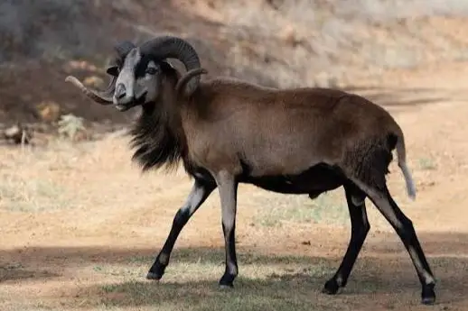 corsican sheep hunt usa