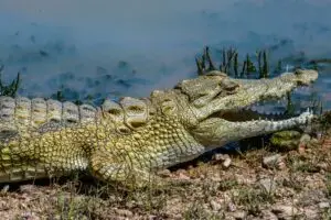 crocodile hunt africa