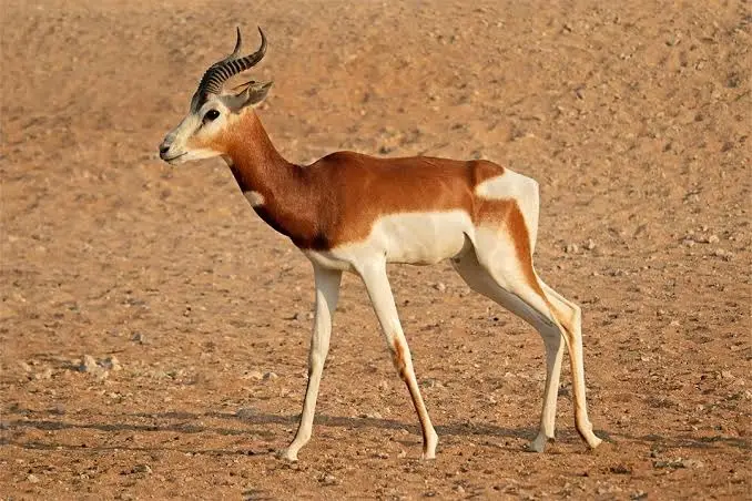 dama gazelle hunt texas