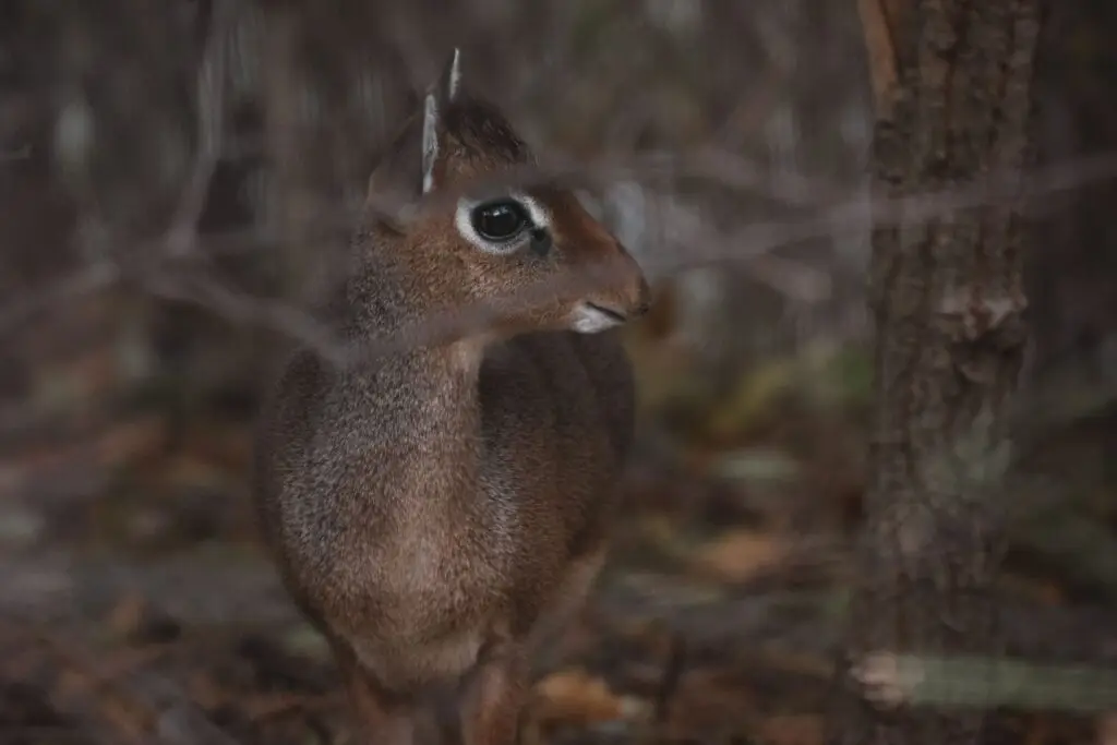 dik dik hunt africa