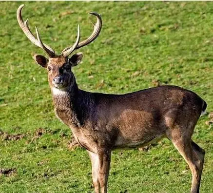 elds deer hunt usa