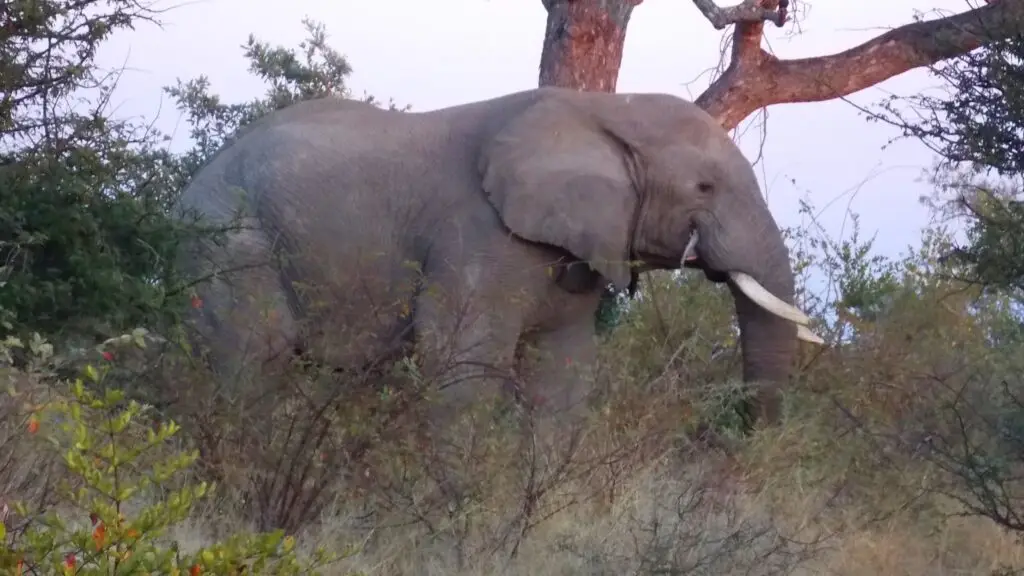 elephant hunt africa