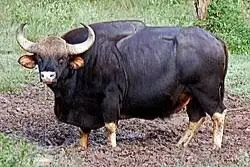 gaur hunt usa