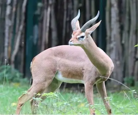 gerenuk hunt africa