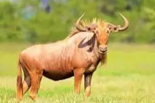 golden wildebeest hunt africa