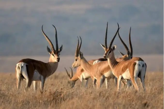 grants gazelle hunt africa