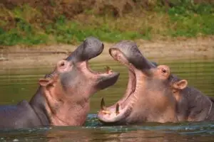 hippo hunt africa