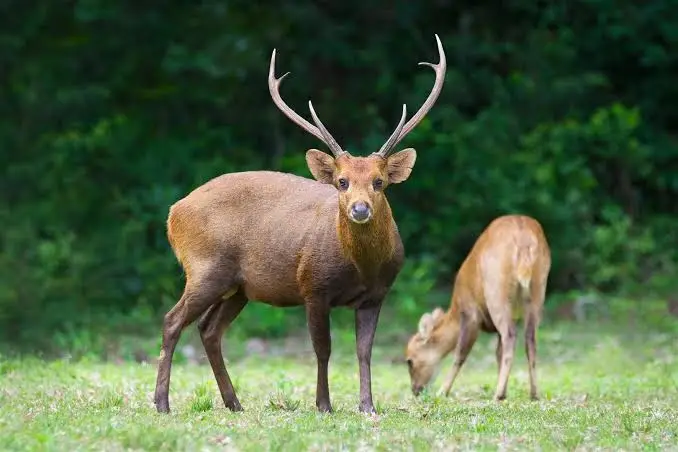 hog deer hunt usa