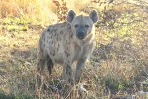 hyena spotted south africa