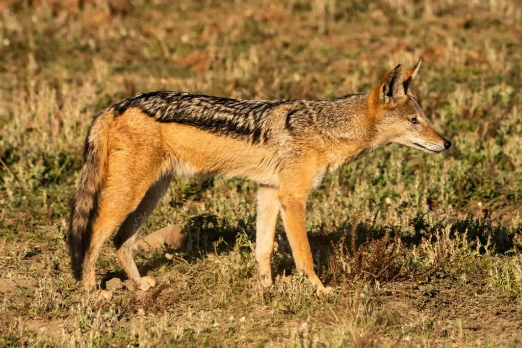 jackal hunt africa