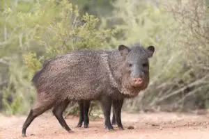 javelina hunt usa