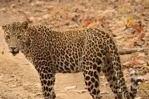 leopard hunt africa