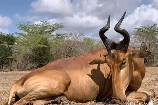 lichtenstein hartebeest hunt africa