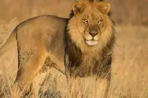 lion hunt africa