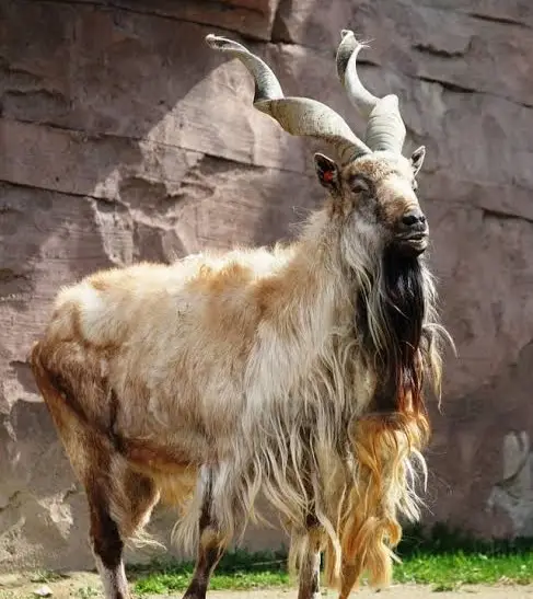 markhor hunt usa