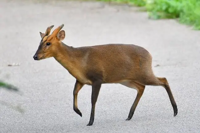 muntjac hunt usa