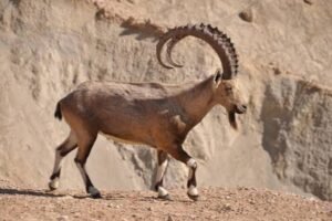nubian ibex hunt usa