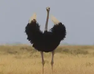 ostrich hunt africa