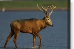 pere davids deer hunt usa