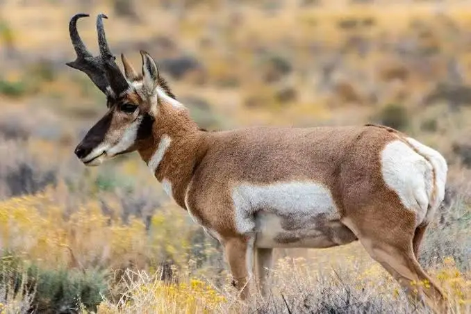 pronghorn hunt usa