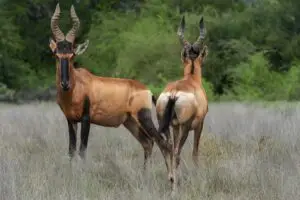 red hartebeest hunt africa