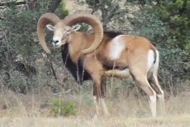 red sheep hunt usa