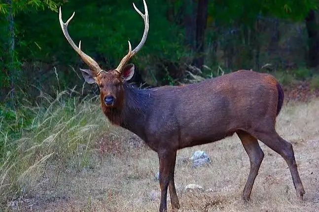 sambar deer hunt usa