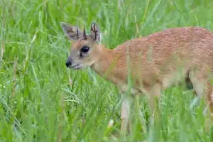 sharpes grysbok hunt africa
