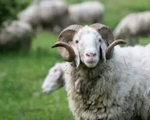 texas dall sheep hunt