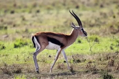 thomsons gazelle hunt africa
