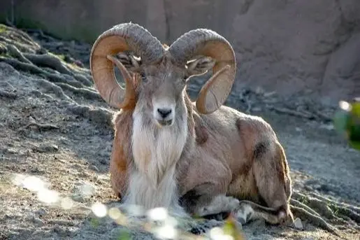 urial hunt usa