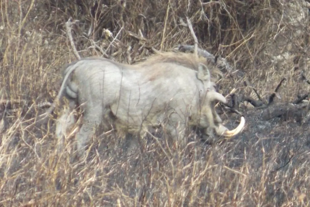 warthog south africa