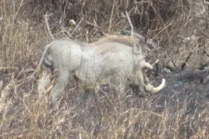 warthog south africa