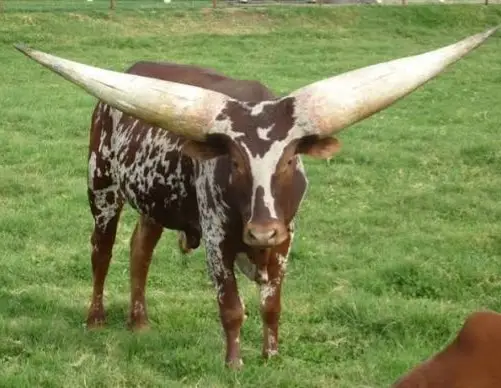 watusi hunt usa