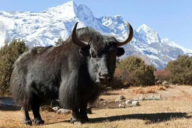 yak hunt usa